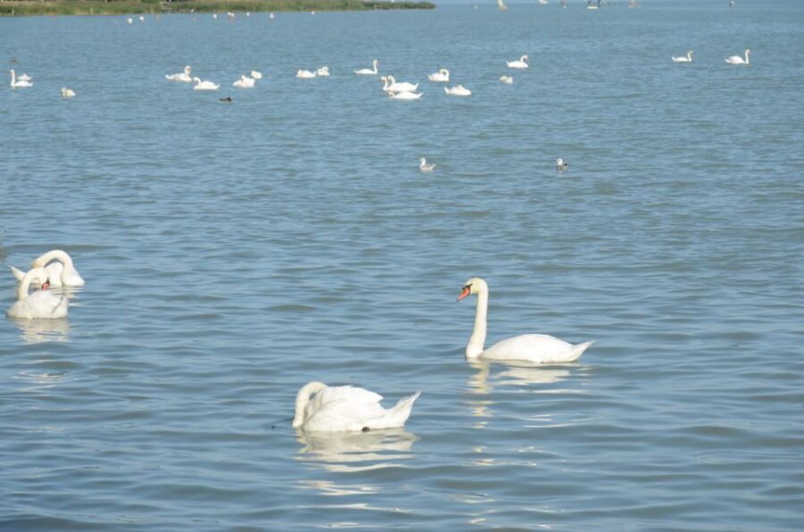 Budapest: Lake Balaton and Herend Full-Day Private Tour - Price and value: is $436 per person fair for Herend and Lake Balaton?