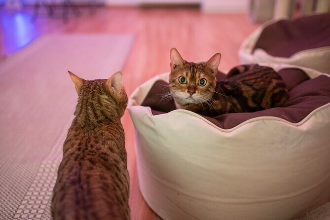 Cat Museum Budapest Entry Ticket - First Impressions at Cat Museum Budapest (and why it feels different)