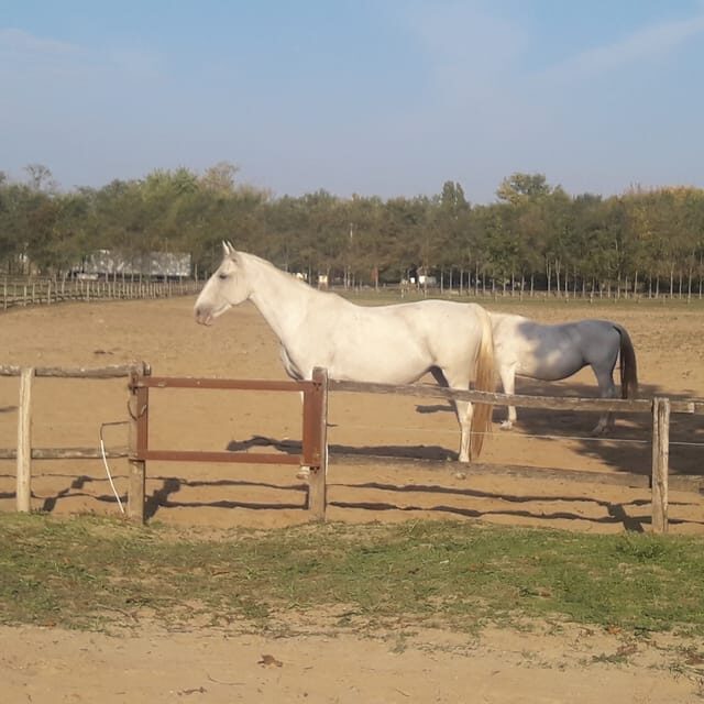 Countryside ranch, horse show & lunch - Tips to get the most out of your day