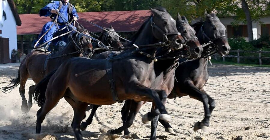 Countryside ranch, horse show & lunch - Leaving Budapest for the Hungarian puszta (and why that’s the point)