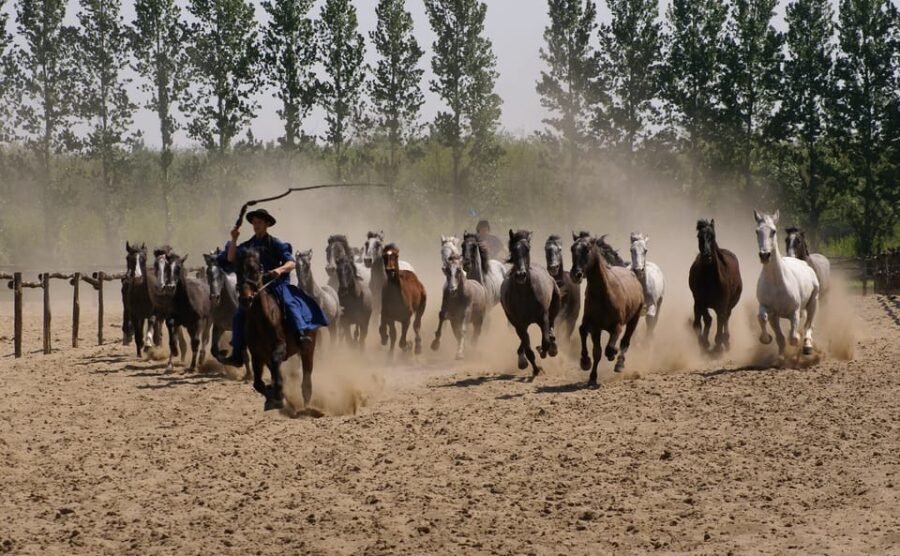 Countryside ranch, horse show & lunch - Lunch on the Great Plain: goulash, strudel, and palinka