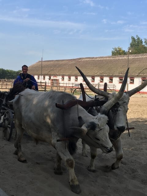 Countryside ranch, horse show & lunch - The ranch arrives: horse show time and cowboy-style horsemanship