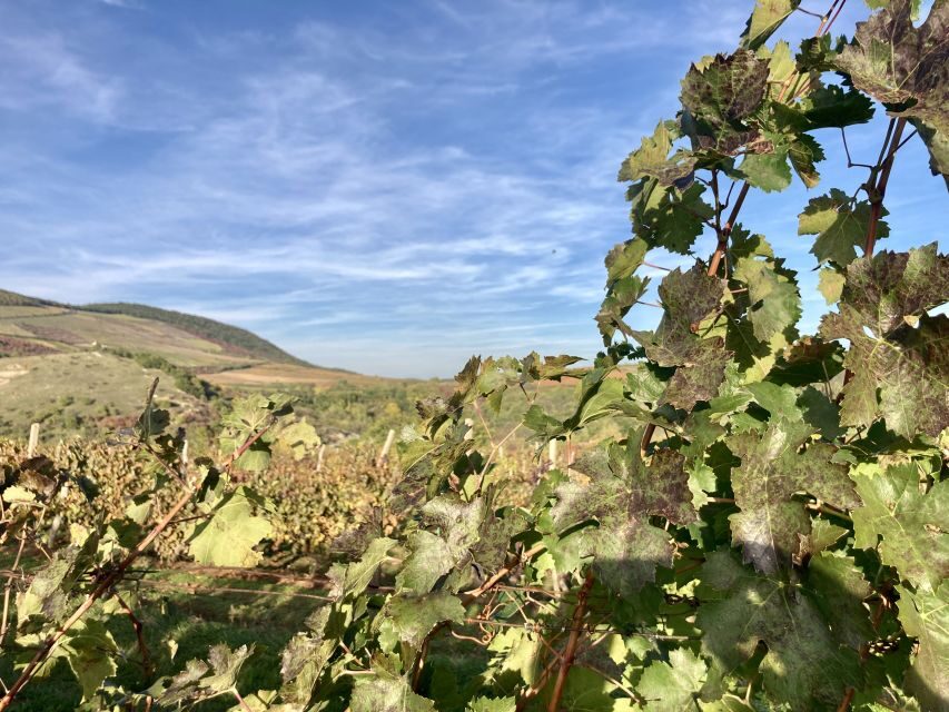 Eger: Countryside, Culture, and Wine Private Tour - Why This Private Tour Works: Guide Style, Photo Pauses, and Local Perspective