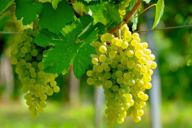 Etyek Private Half-Day Wine Tasting Tour from Budapest - The run of the day: what happens from pickup to drop-off