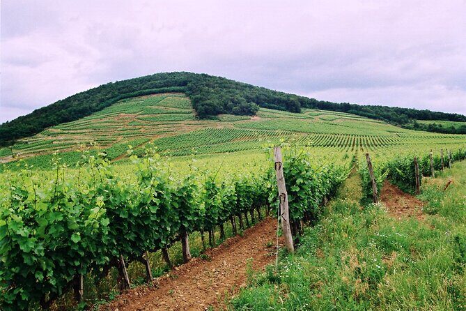 Full-Day Custom Tokaj Wine Tour - Stop 4: Abraham Cellar and why single-vineyard Furmint feels different