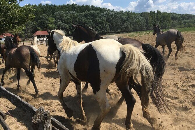 Horseshow on the Hungarian Puszta, private tour from Budapest with entry! - Transfers and timing: how to plan your Budapest morning