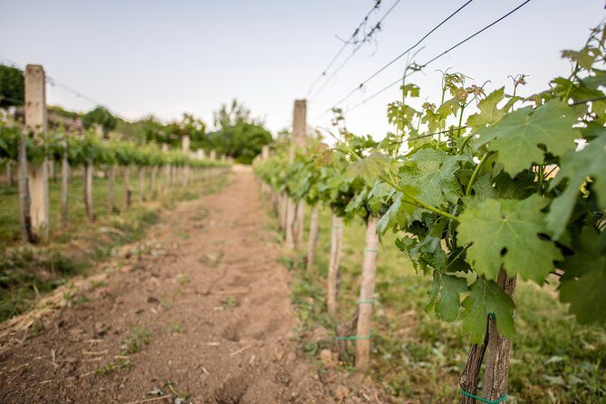 Lake Balaton Full Day Private Wine Tour - Who should book this Lake Balaton private wine tour