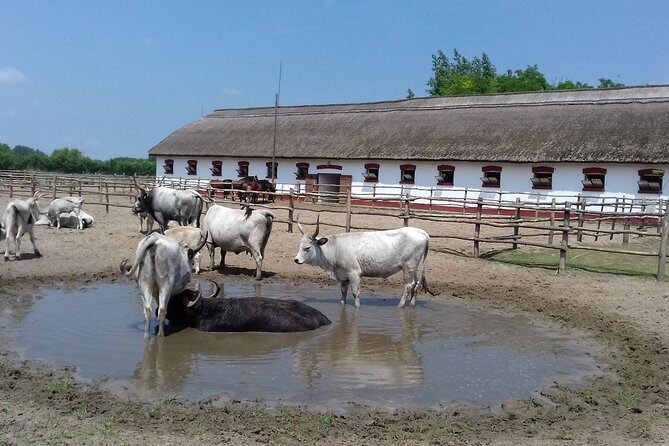 The "Puszta" Horse Show - Lajosmizse stables: watch the show, meet the animals, eat like you mean it