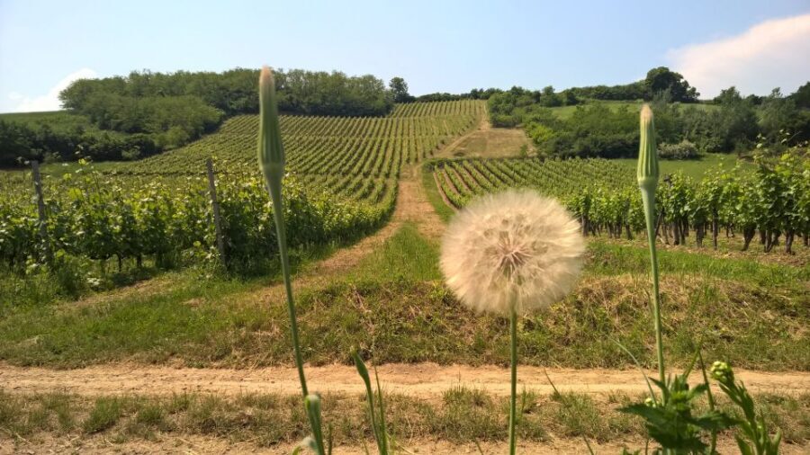 Tokaj: Vineyard Tour & Tasting - Seven Tokaj Wines, Including Tokaj Eszencia